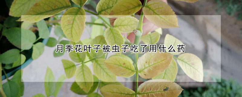 月季花葉子被蟲子吃了用什么藥