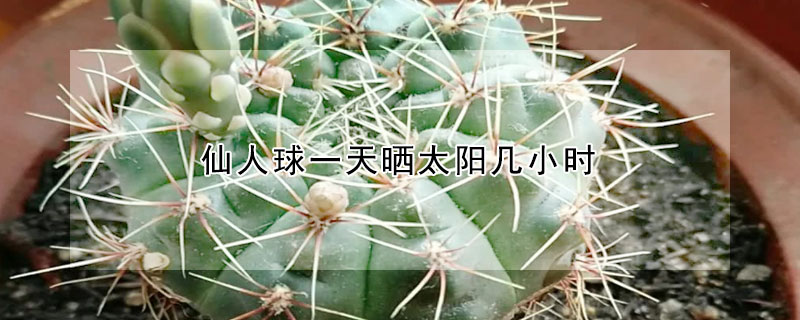 仙人球一天曬太陽幾小時(shí)