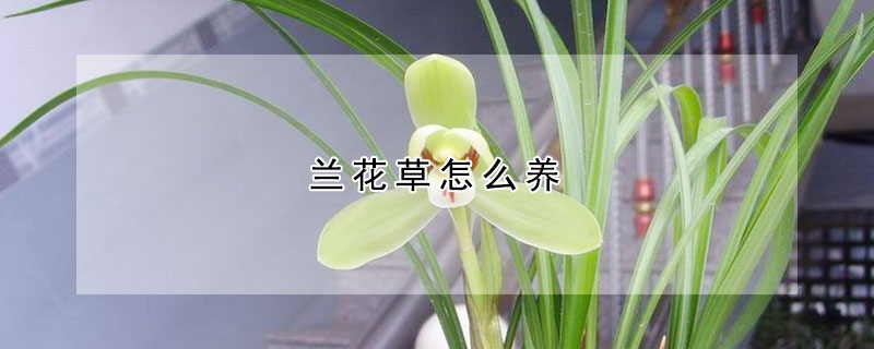 蘭花草怎么養(yǎng)