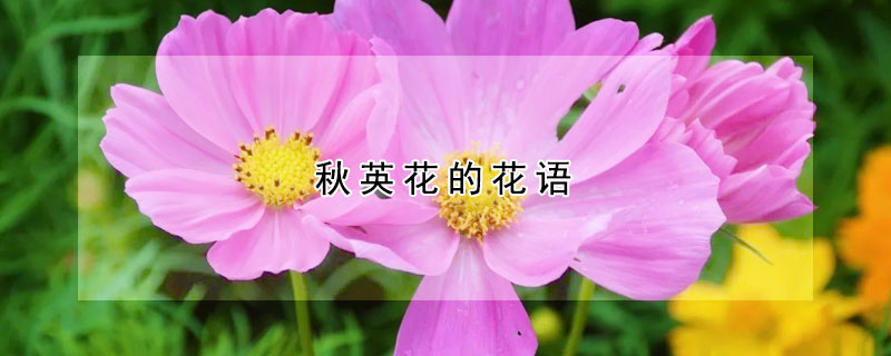 秋英花的花語(yǔ)