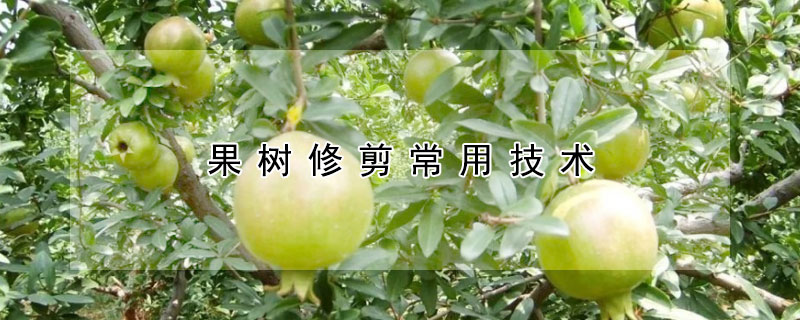 果樹修剪常用技術(shù)