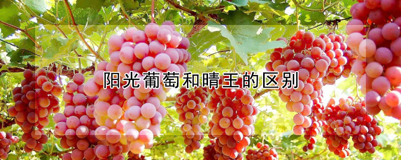 陽光葡萄和晴王的區(qū)別