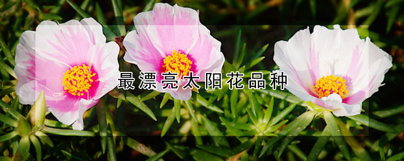 最漂亮太陽花品種