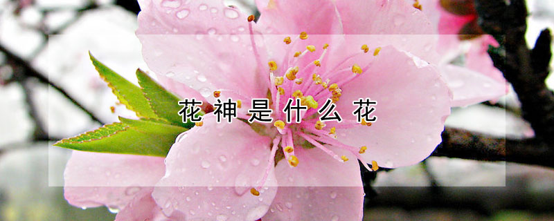 花神是什么花