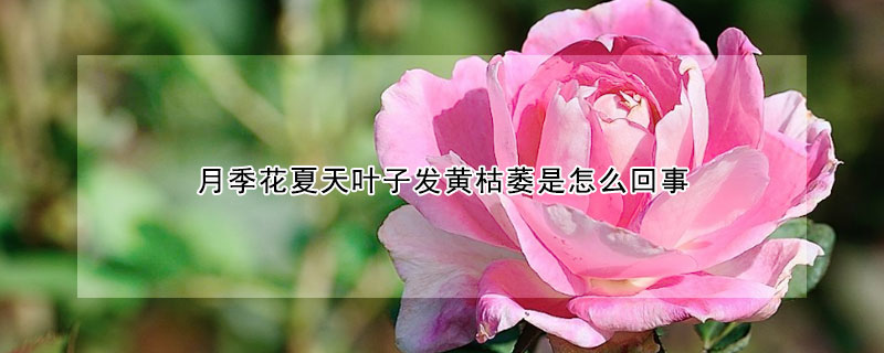 月季花夏天葉子發(fā)黃枯萎是怎么回事