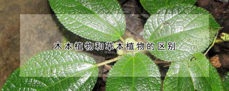 木本植物和草本植物的區(qū)別