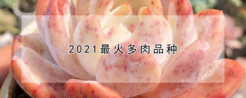 2021最火多肉品種