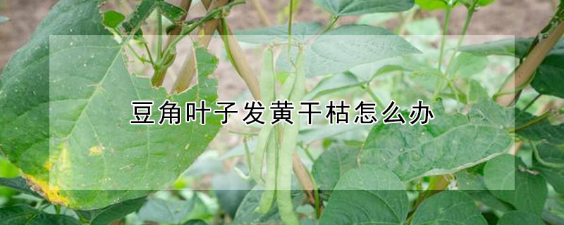 豆角葉子發(fā)黃干枯怎么辦