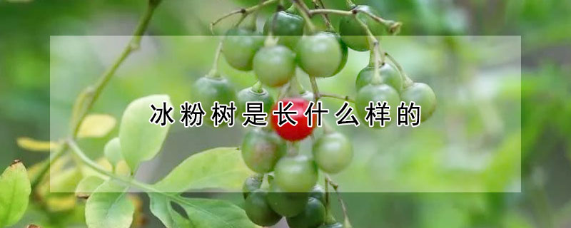 冰粉樹是長什么樣的