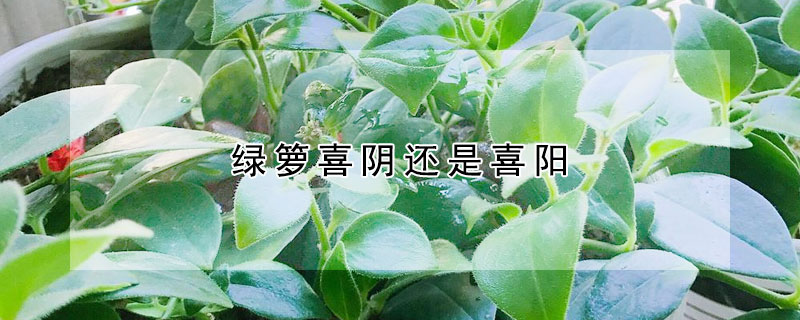 綠籮喜陰還是喜陽(yáng)