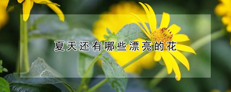 夏天還有哪些漂亮的花