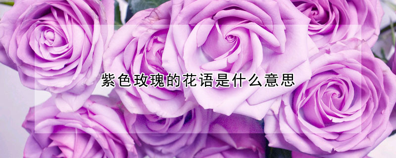 紫色玫瑰的花語(yǔ)是什么意思