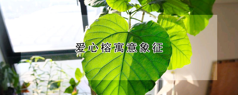 愛(ài)心榕寓意象征