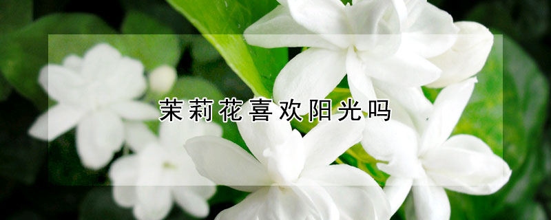 茉莉花喜歡陽光嗎