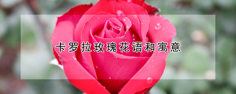 卡羅拉玫瑰花語(yǔ)和寓意