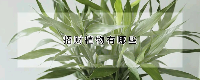 招財植物有哪些