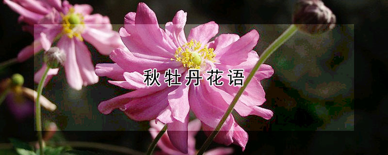 秋牡丹花語(yǔ)