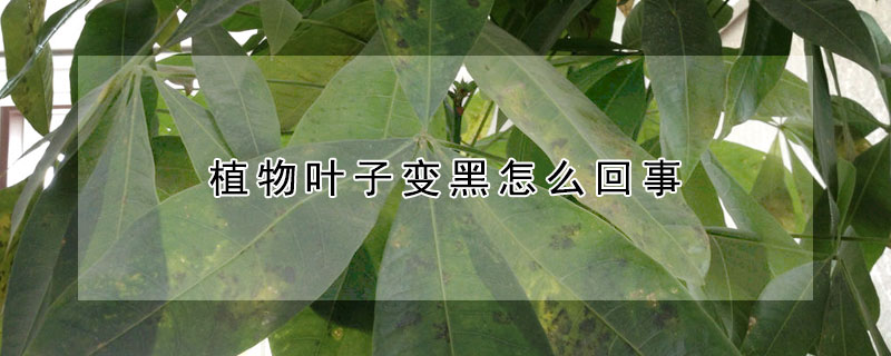 植物葉子變黑怎么回事