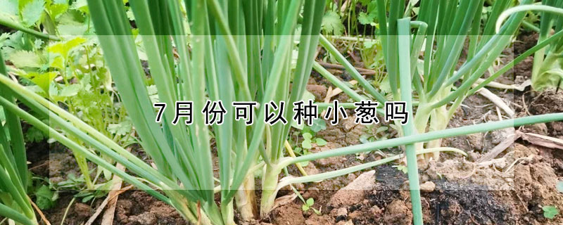 7月份可以種小蔥嗎