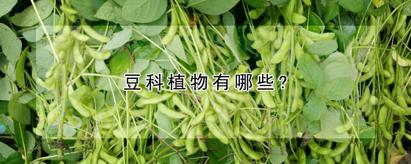 豆科植物有哪些?