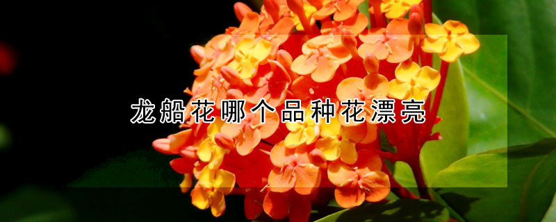 龍船花哪個品種花漂亮