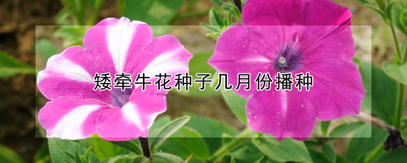 矮牽牛花種子幾月份播種