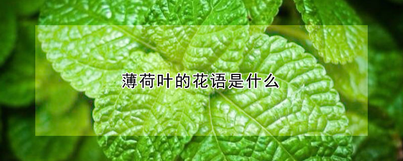 薄荷葉的花語是什么