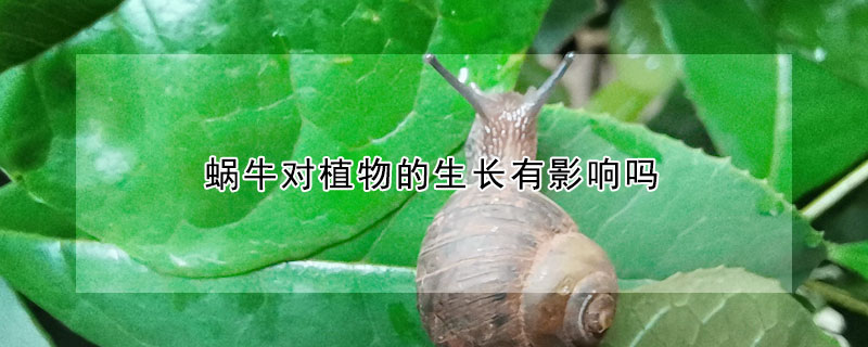 蝸牛對(duì)植物的生長有影響嗎