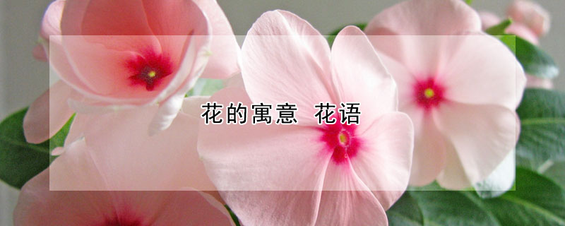 花的寓意 花語(yǔ)