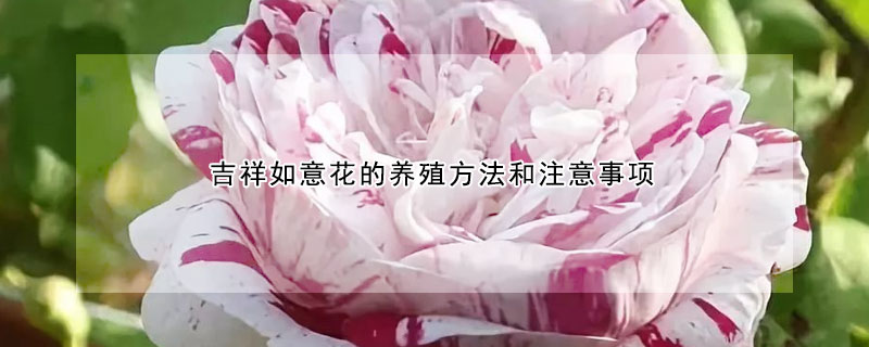 吉祥如意花的養(yǎng)殖方法和注意事項