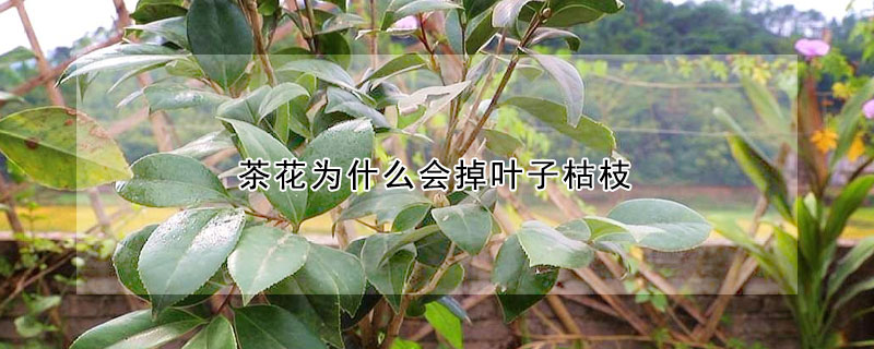 茶花為什么會掉葉子枯枝