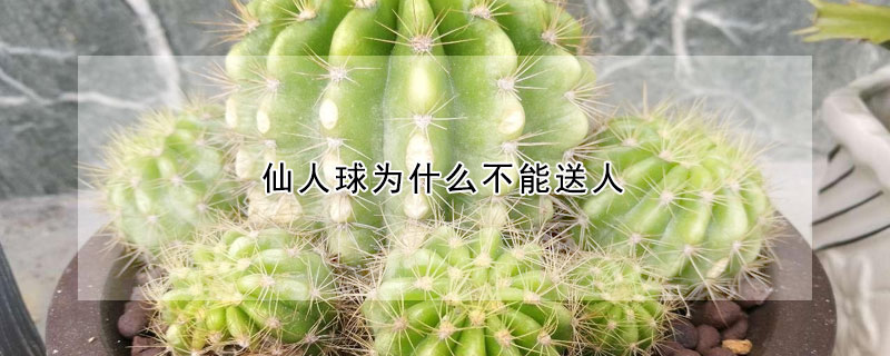 仙人球?yàn)槭裁床荒芩腿?></a></div>
                    </div>
                    <h3><a href=