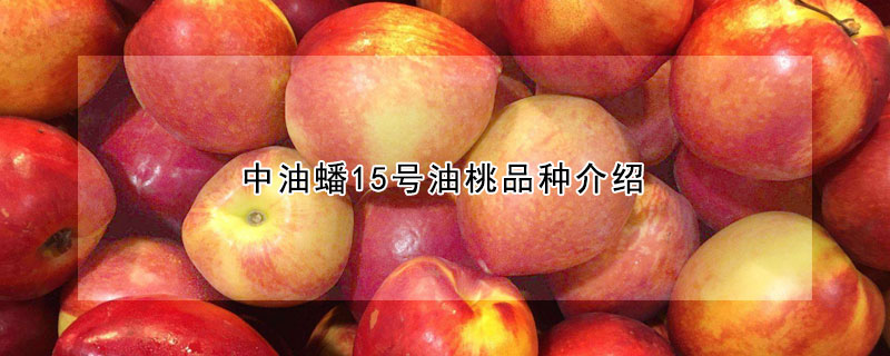 中油蟠15號(hào)油桃品種介紹