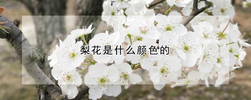 梨花是什么顏色的