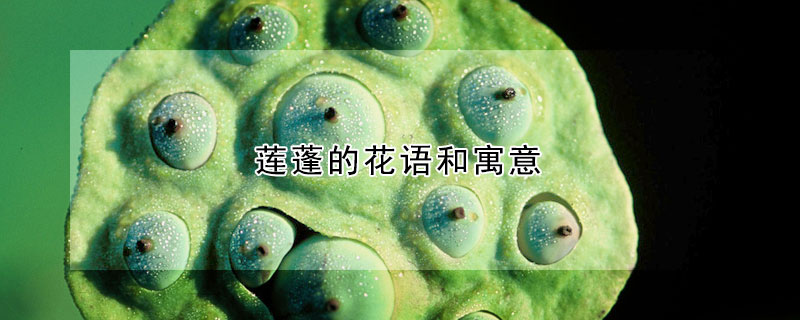 蓮蓬的花語(yǔ)和寓意