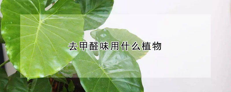 去甲醛味用什么植物