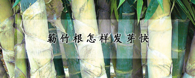 簕竹根怎樣發(fā)芽快