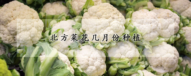 北方菜花幾月份種植