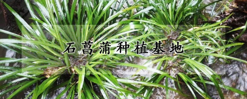 石菖蒲種植基地