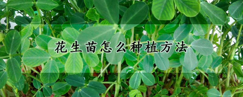 花生苗怎么種植方法