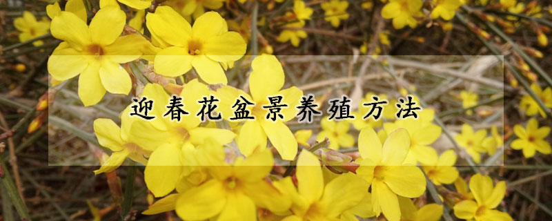 迎春花盆景養(yǎng)殖方法