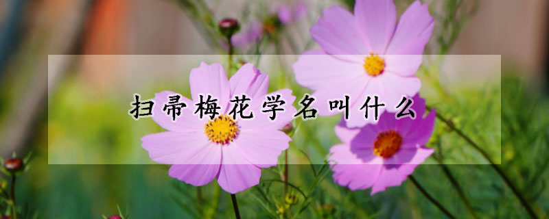 掃帚梅花學(xué)名叫什么