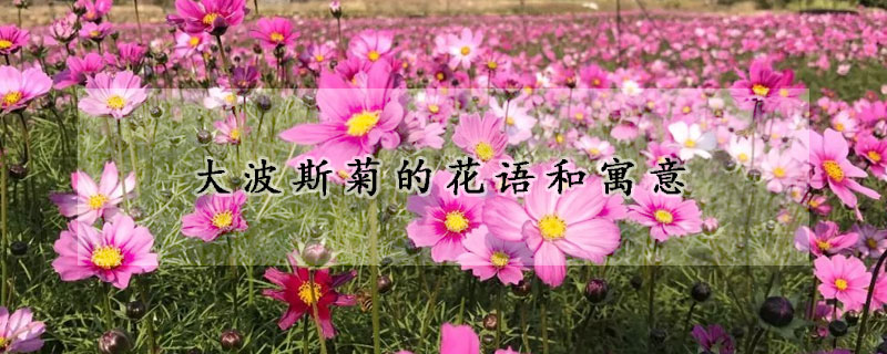 大波斯菊的花語和寓意