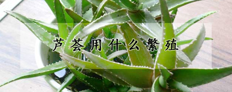 蘆薈用什么繁殖