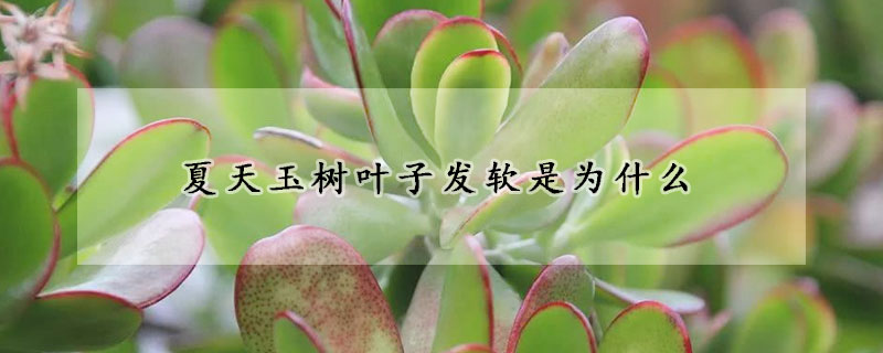 夏天玉樹葉子發(fā)軟是為什么