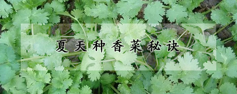 夏天種香菜秘訣