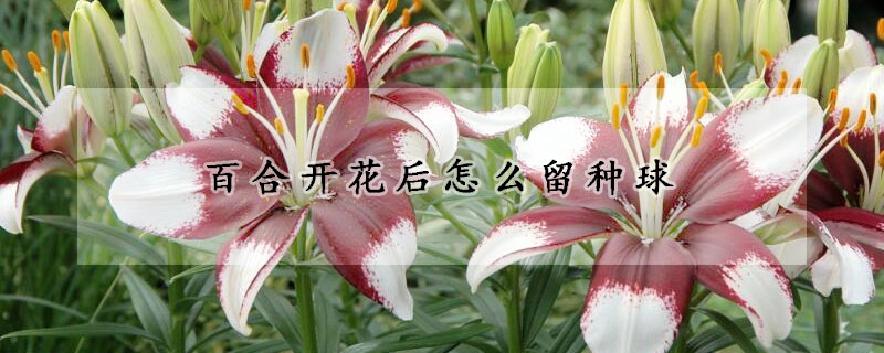 百合開花后怎么留種球