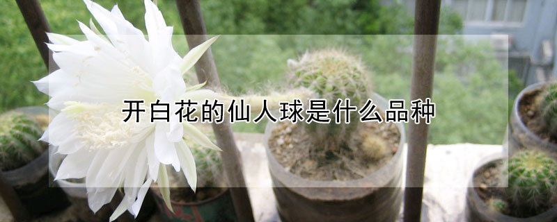 開白花的仙人球是什么品種