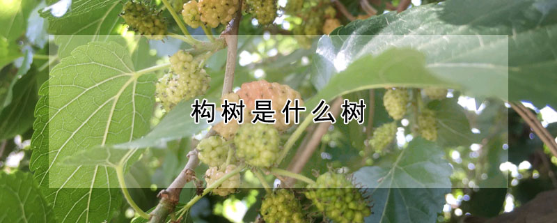 構(gòu)樹是什么樹