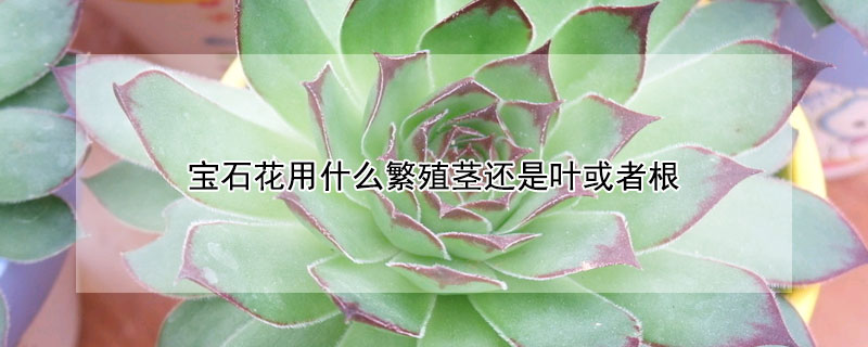 寶石花用什么繁殖莖還是葉或者根